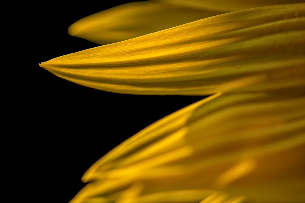 Girasole 1