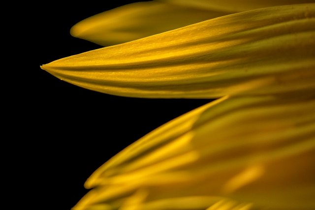 Girasole 1 · borsellimirko