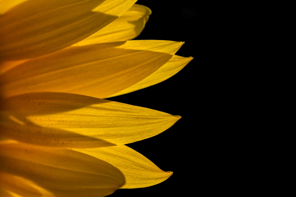 Girasole2