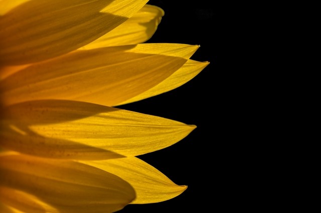 Girasole2
