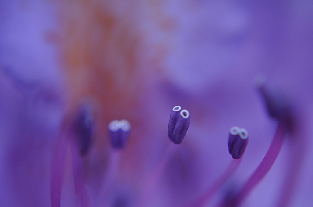 Nature in lilac