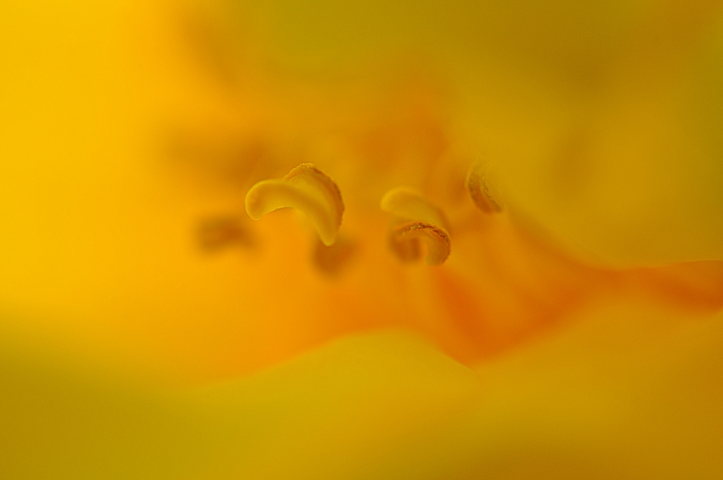Giallo close-up