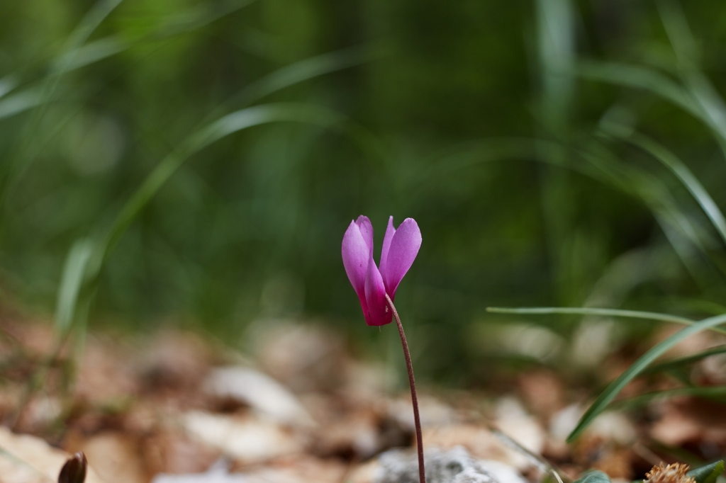 Ciclamino delle Alpi