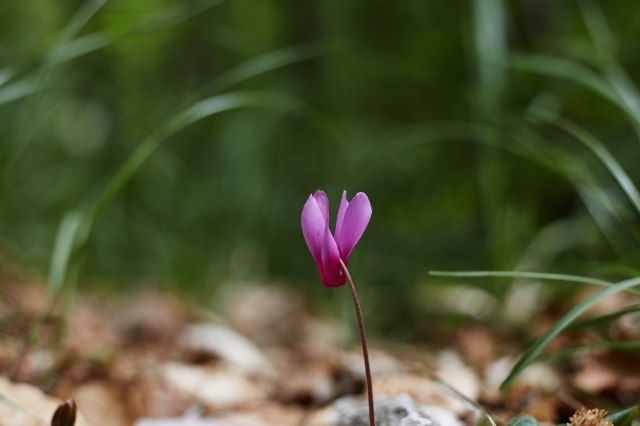 Ciclamino delle Alpi