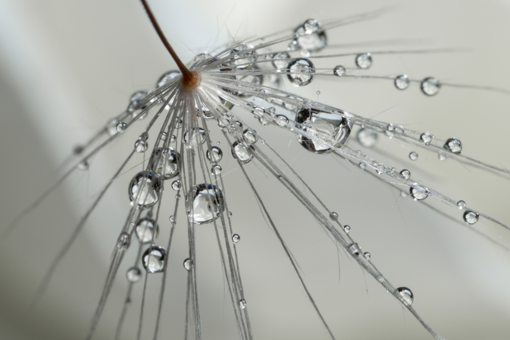 drops reflection white