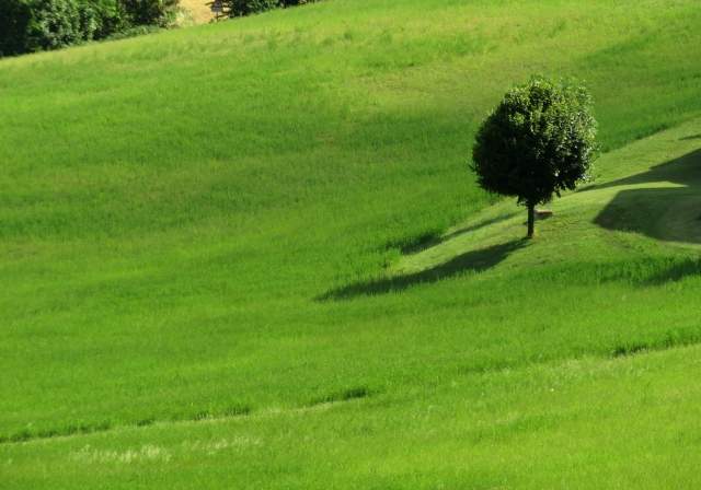 Immobile nel verde