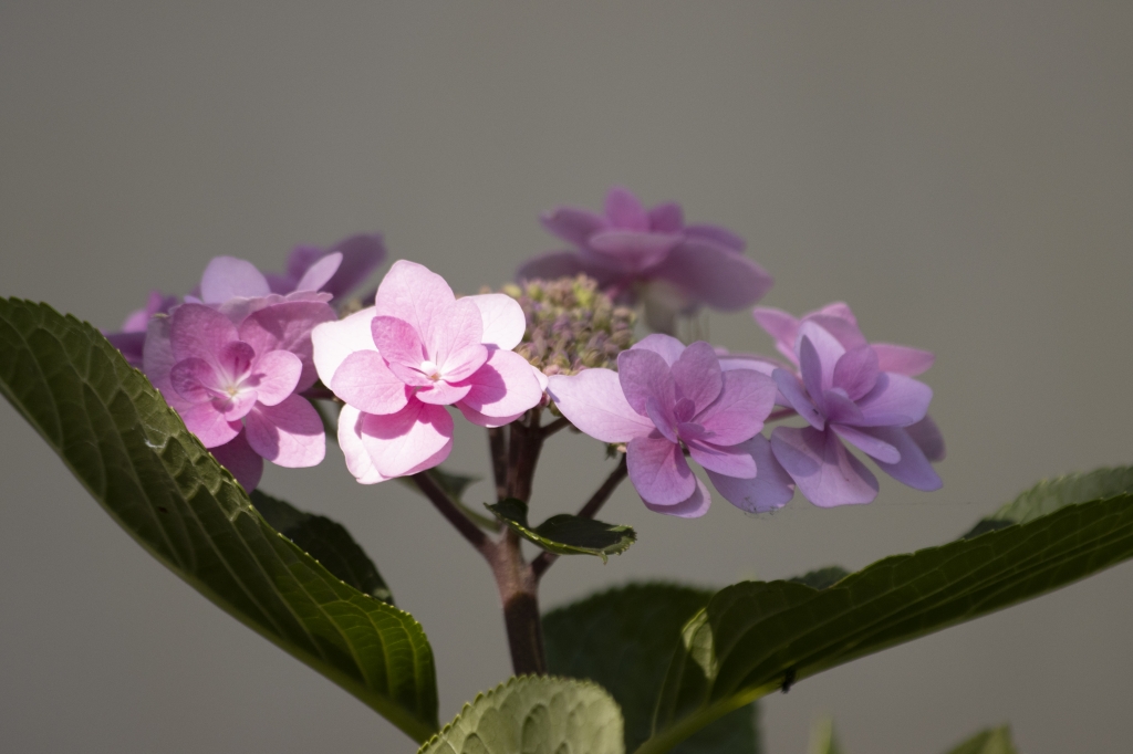 ortensia viola