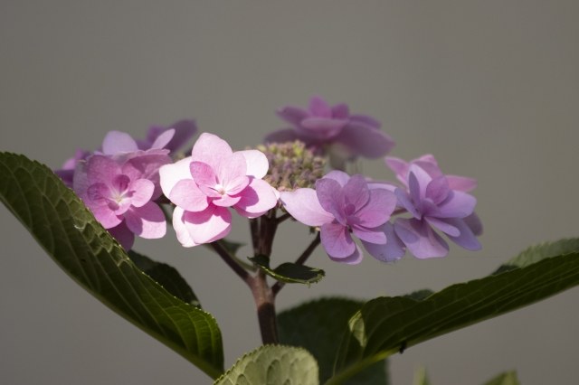 ortensia viola