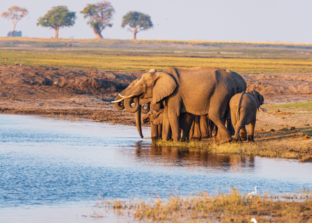 Gruppo di elefanti che bevono da una pozza in Botswana Africa