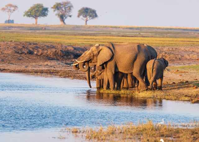 Gruppo di elefanti che bevono da una pozza in Botswana Africa