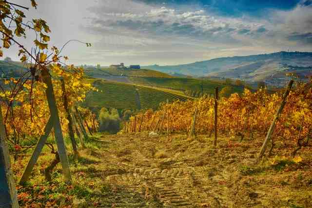 Paesaggio con vigneti.