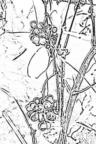 Dettaglio della vite con grappoli.