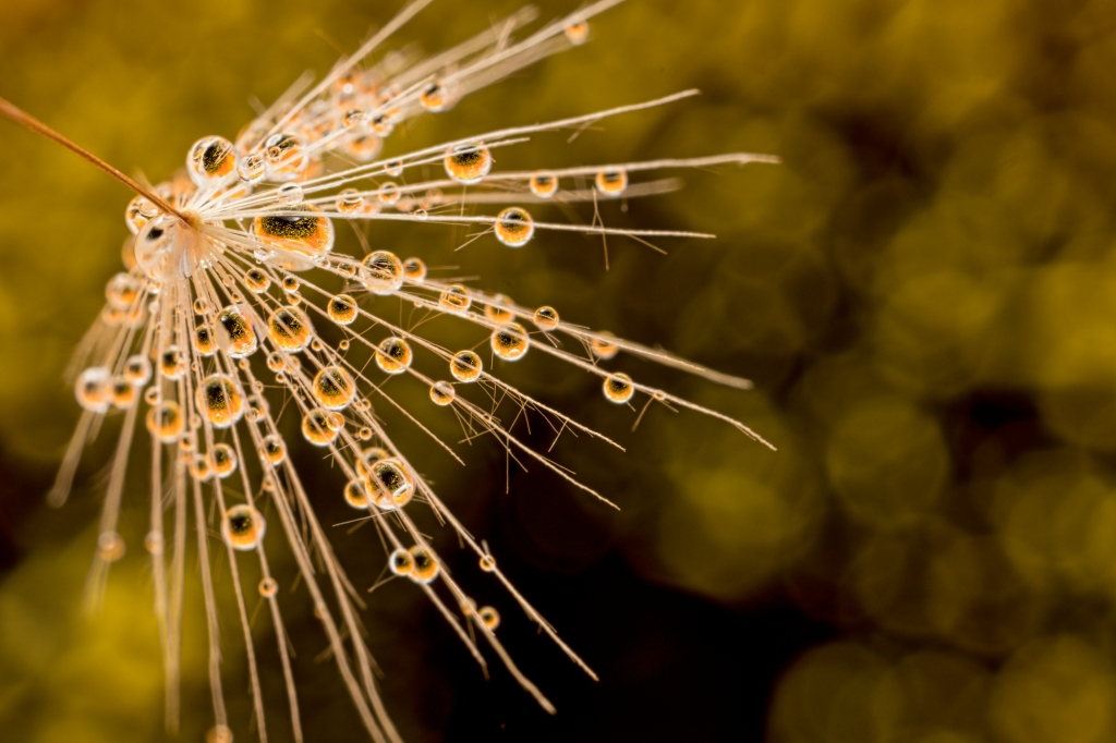 drops reflection sunflower