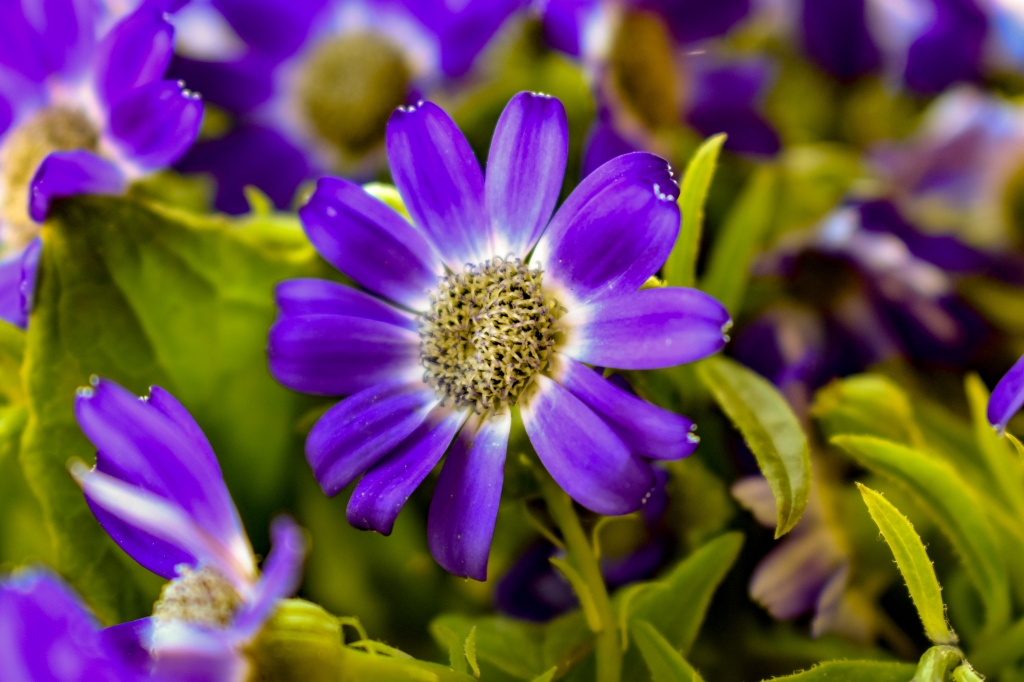 Flowers