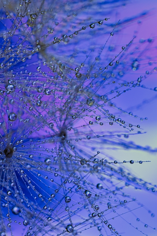 drops reflection blue