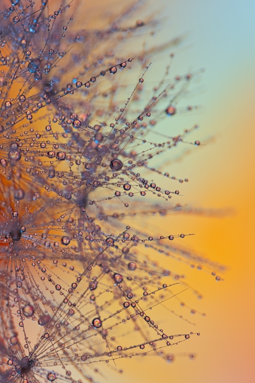 drops reflection orange