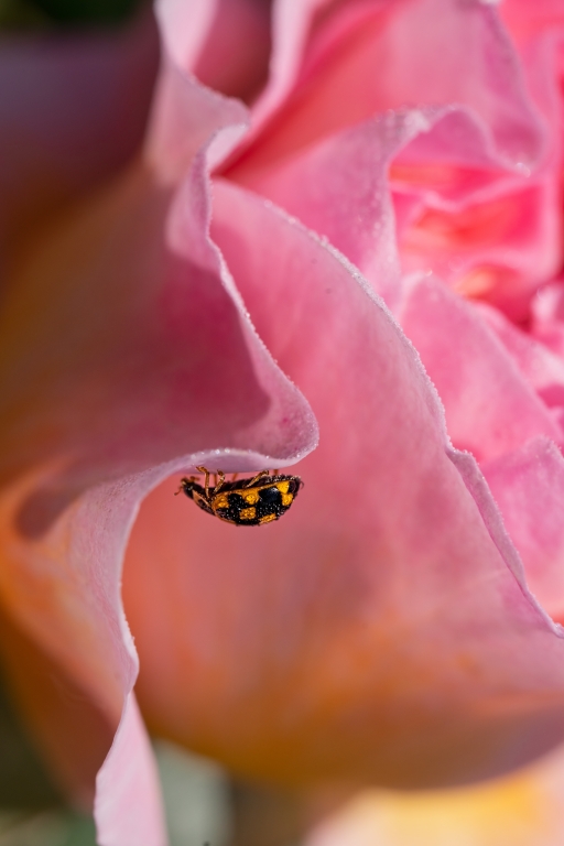 coccinella