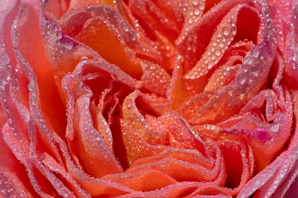 Rosa antica