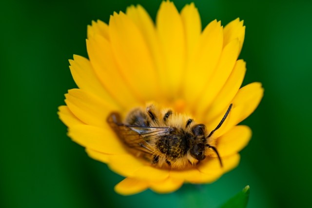 un ape nel fiore