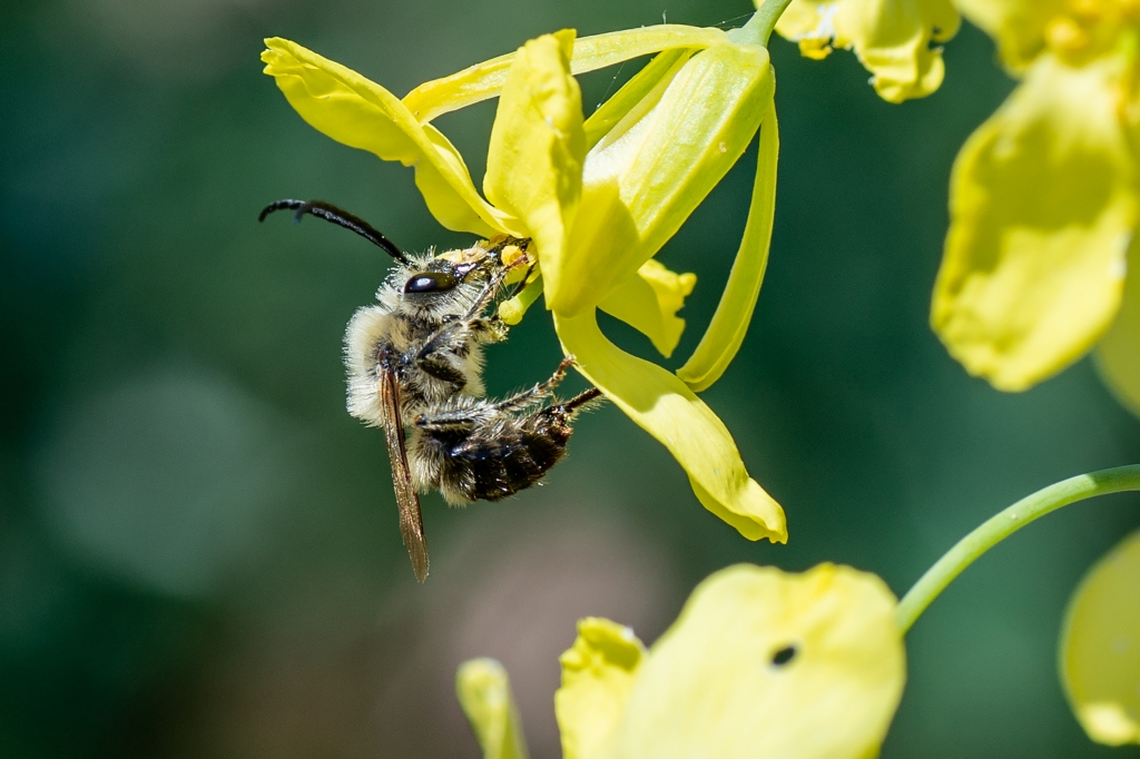 una ape su fiore di cavolo