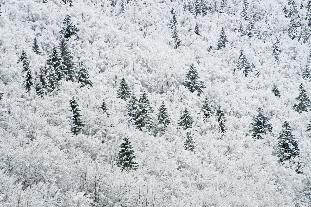 Snowy white trees