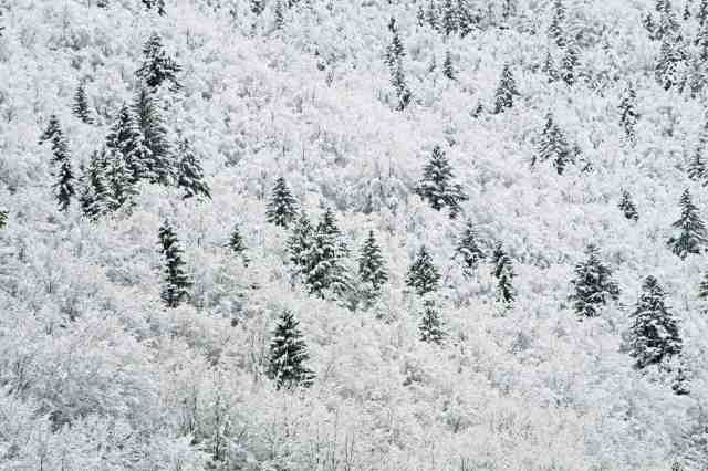 Snowy white trees · federicocandoni