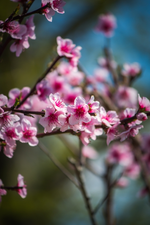 fiori di pesco