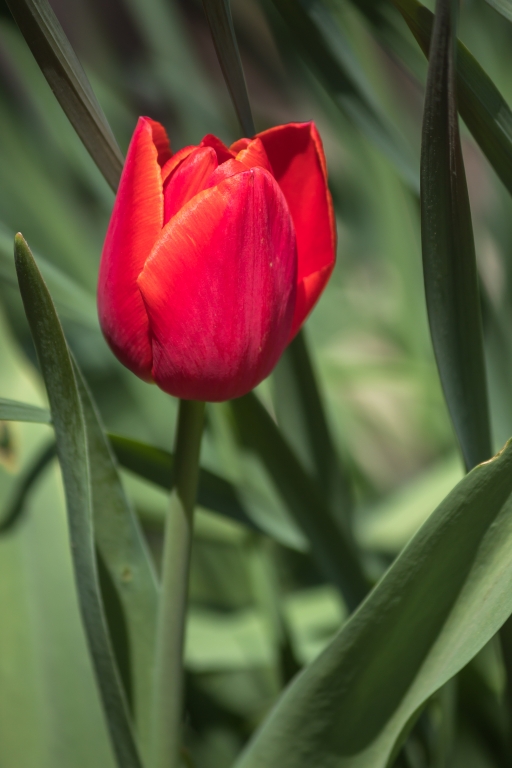 tulipano rosso