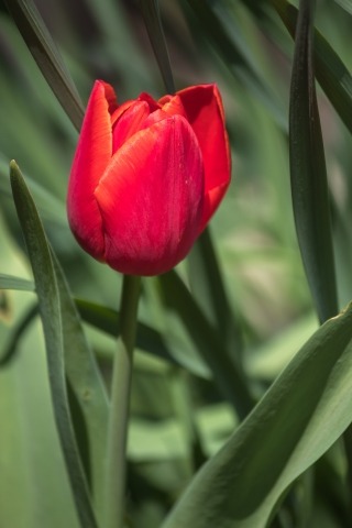 tulipano rosso