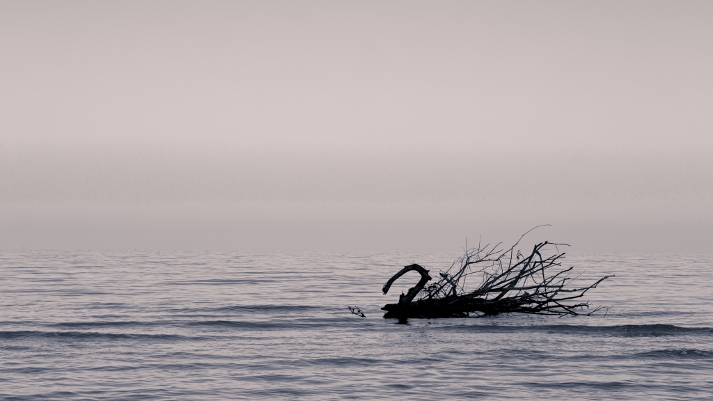 the black Swan