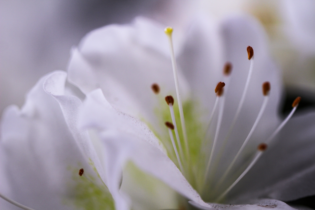 Bianco fiore