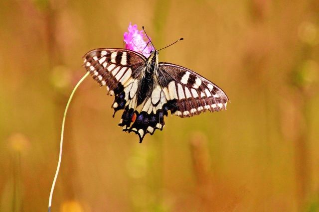 farfalla su fiore.