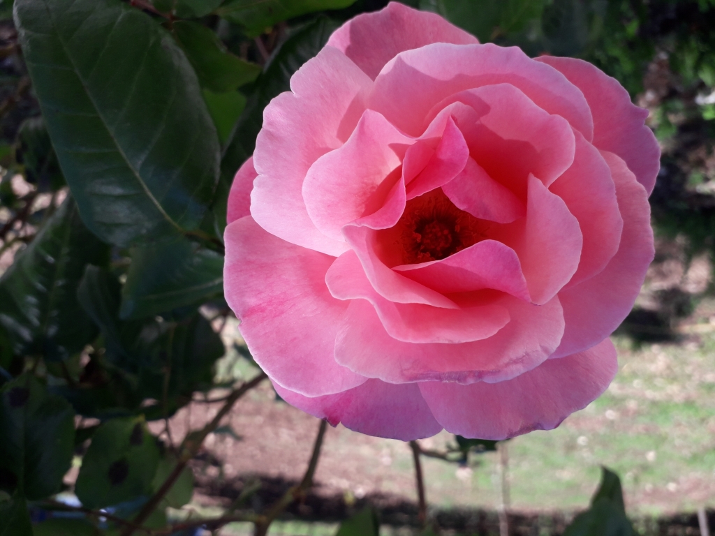 Una rosa rosa