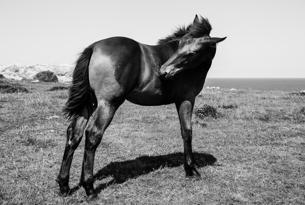 Cavallo