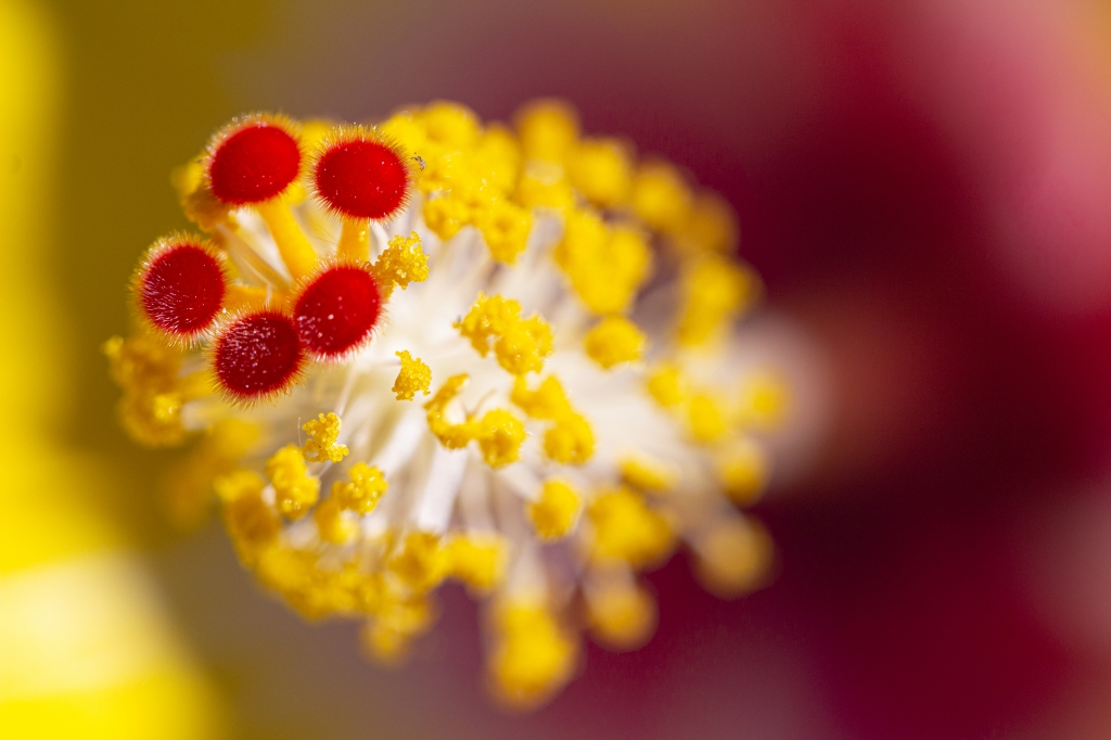 Il cuore del giallo