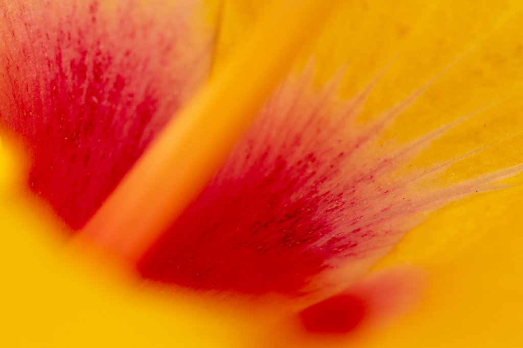 Il cuore del giallo è rosso