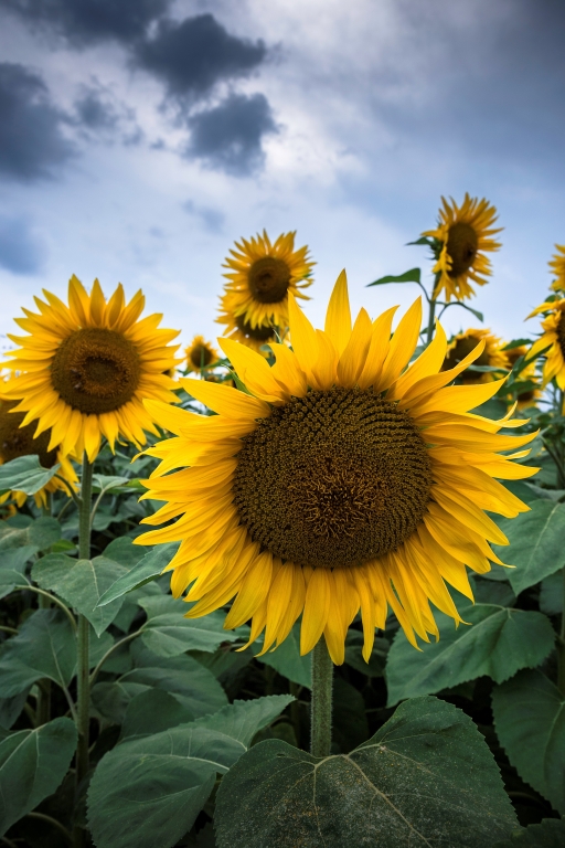 Sunflowers