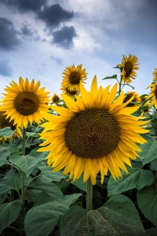 Sunflowers