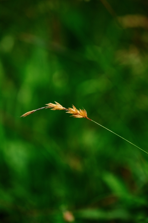 spiga di grano