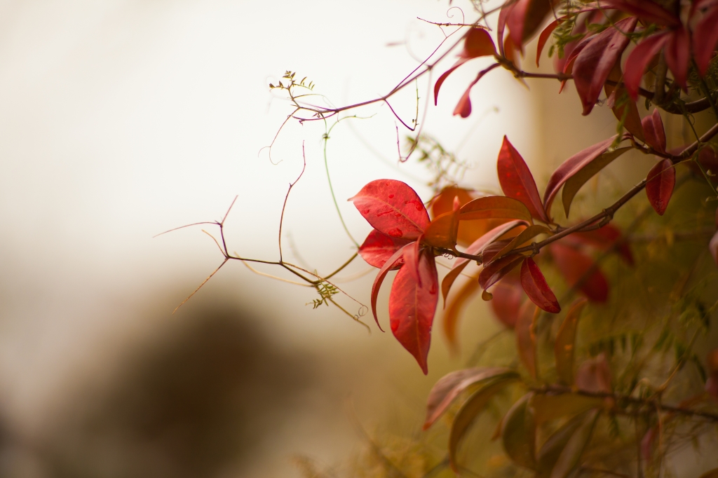 Foglie rosse