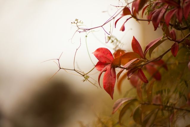 Foglie rosse
