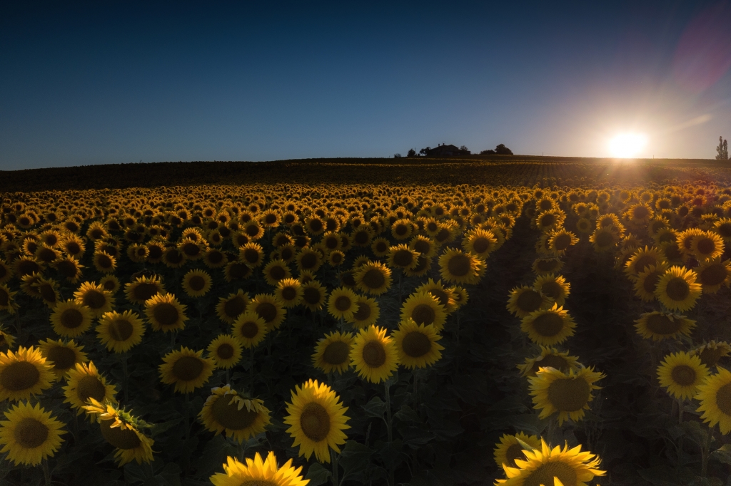 campo di girasoli