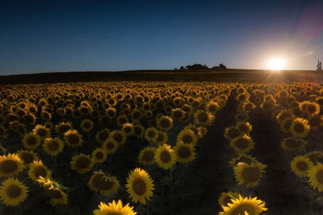 campo di girasoli · cristianghisla