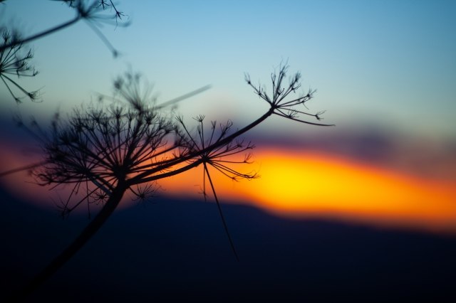 Silhouette di piante selvatiche al tramonto
