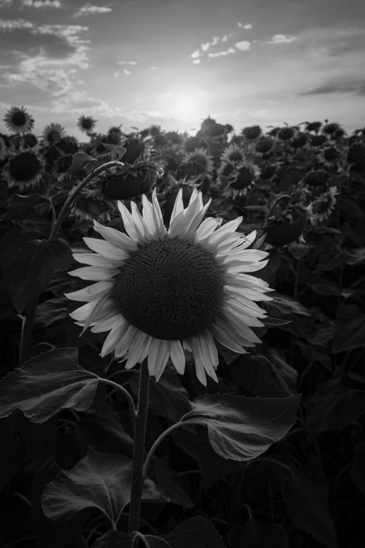 Girasole