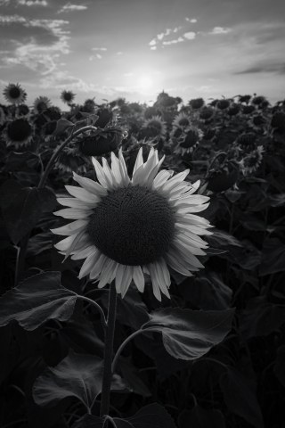 Girasole