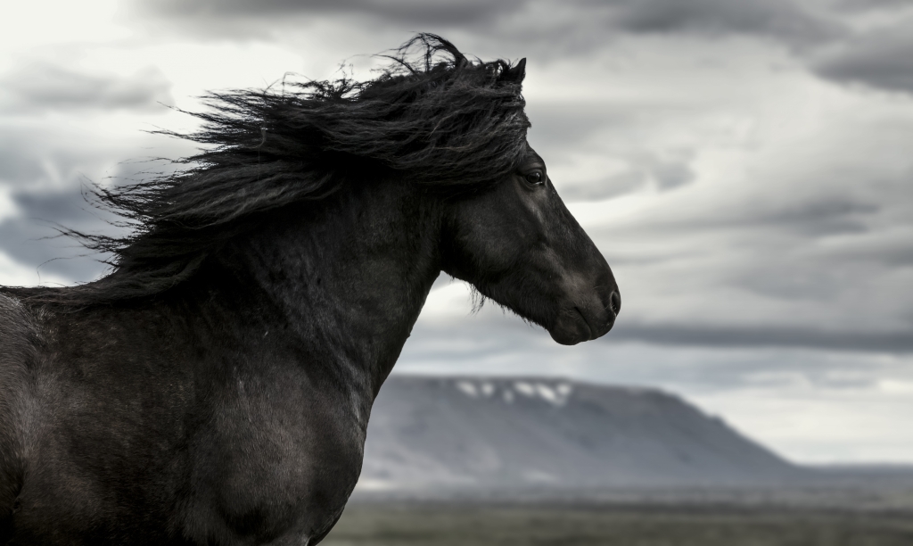 Epic Horse