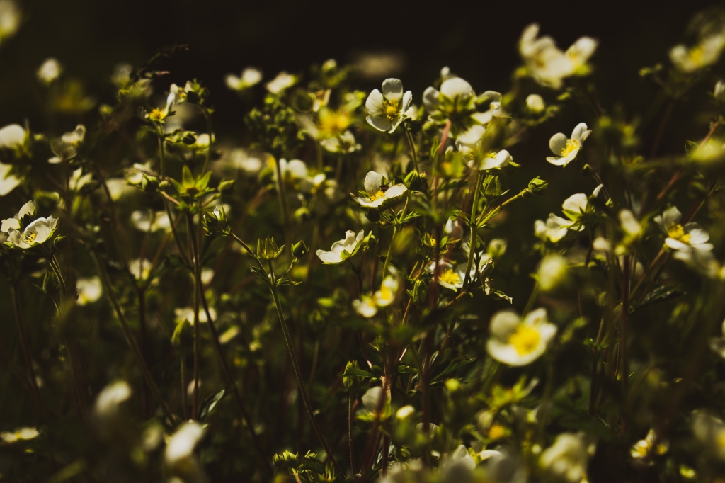 Campo in fiore