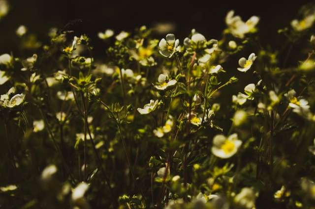 Campo in fiore