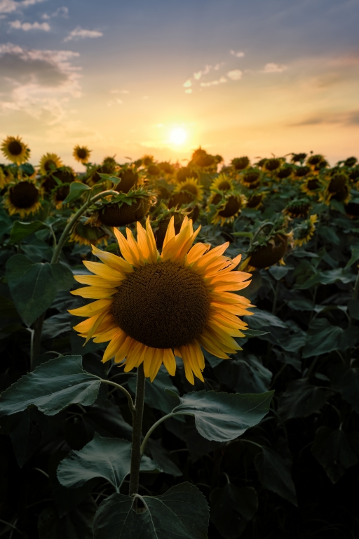 Sunflowers at sunset in Milan countryside, Italy